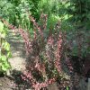 berberis thunbergii cv.atropurpurea